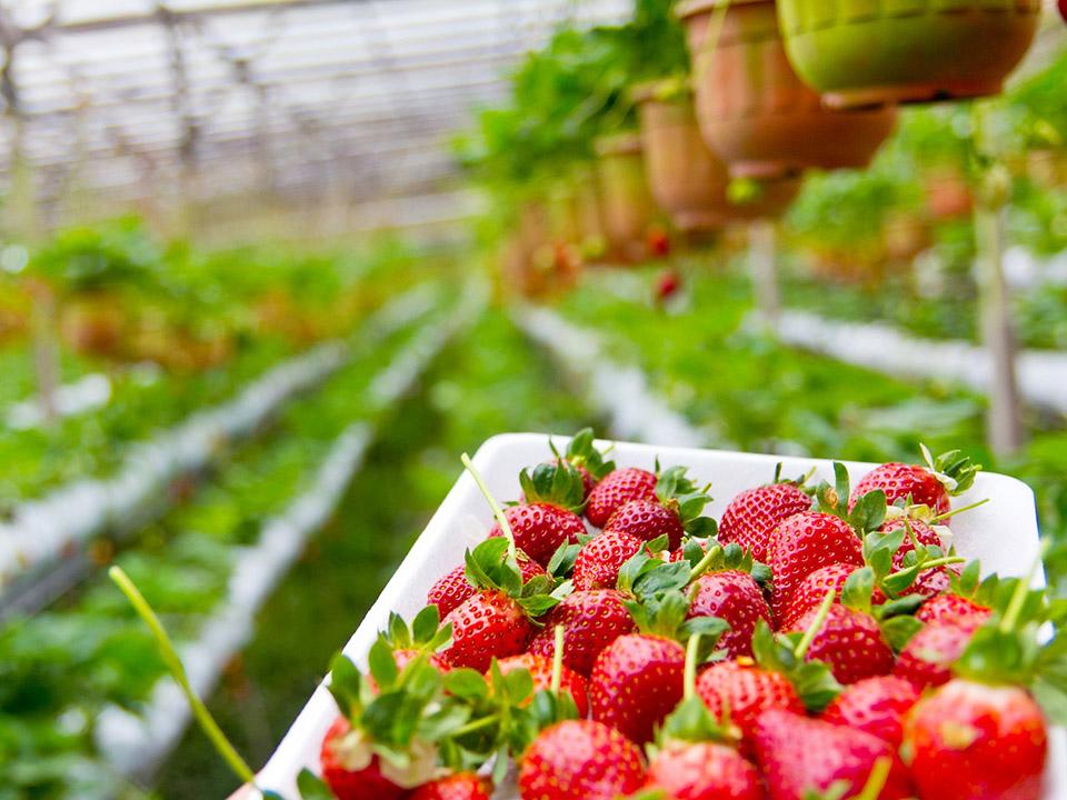 Fruits to grow in a greenhouse - Strawberries